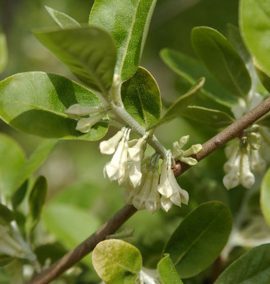 Vielblütige Ölweide 80-100cm - Elaeagnus Multiflora