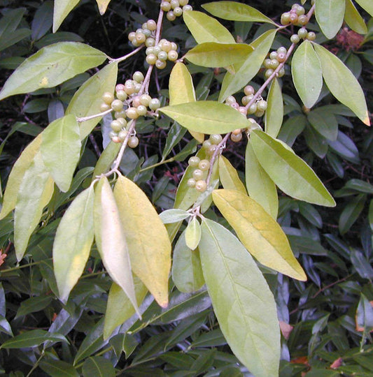  Ölweide 30-40cm - Elaeagnus Pungens