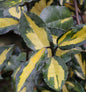  Buntlaubige Ölweide Maculata 30-40cm - Elaeagnus Pungens