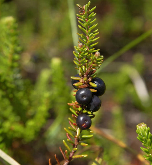  10x Schwarze Krähenbeere Typ Norge - Empetrum Nigrum
