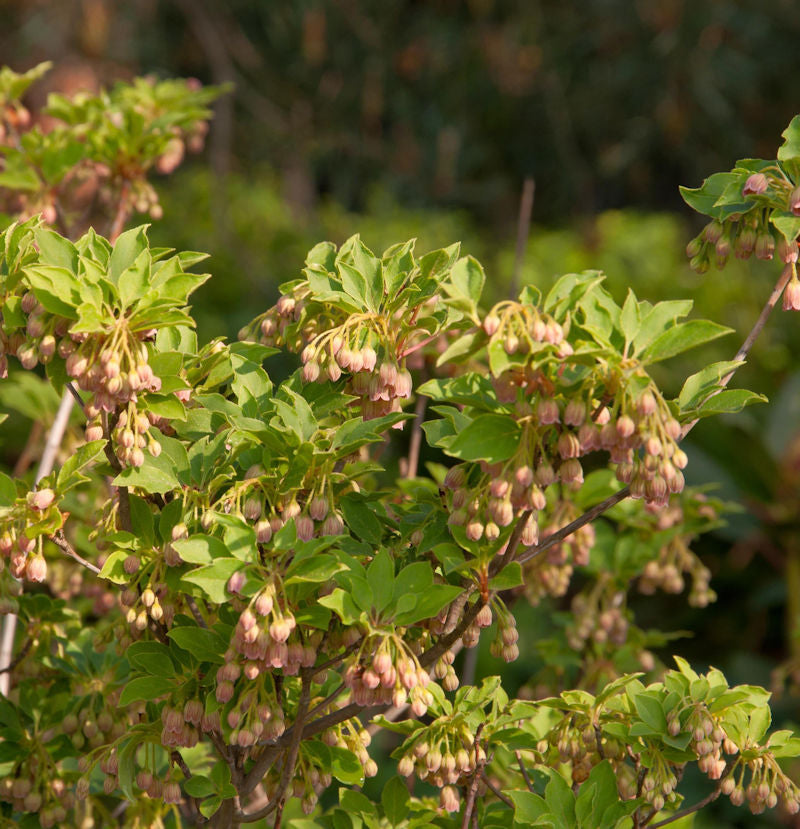  Prachtglocke Craklyn Rosie 40-60cm - Enkianthus Campanulatus