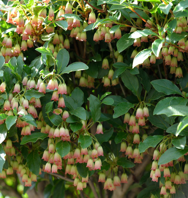  Prachtglocke Ruby Glow 40-60cm - Enkianthus Campanulatus