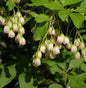  Prachtglocke 125-150cm - Enkianthus Campanulatus