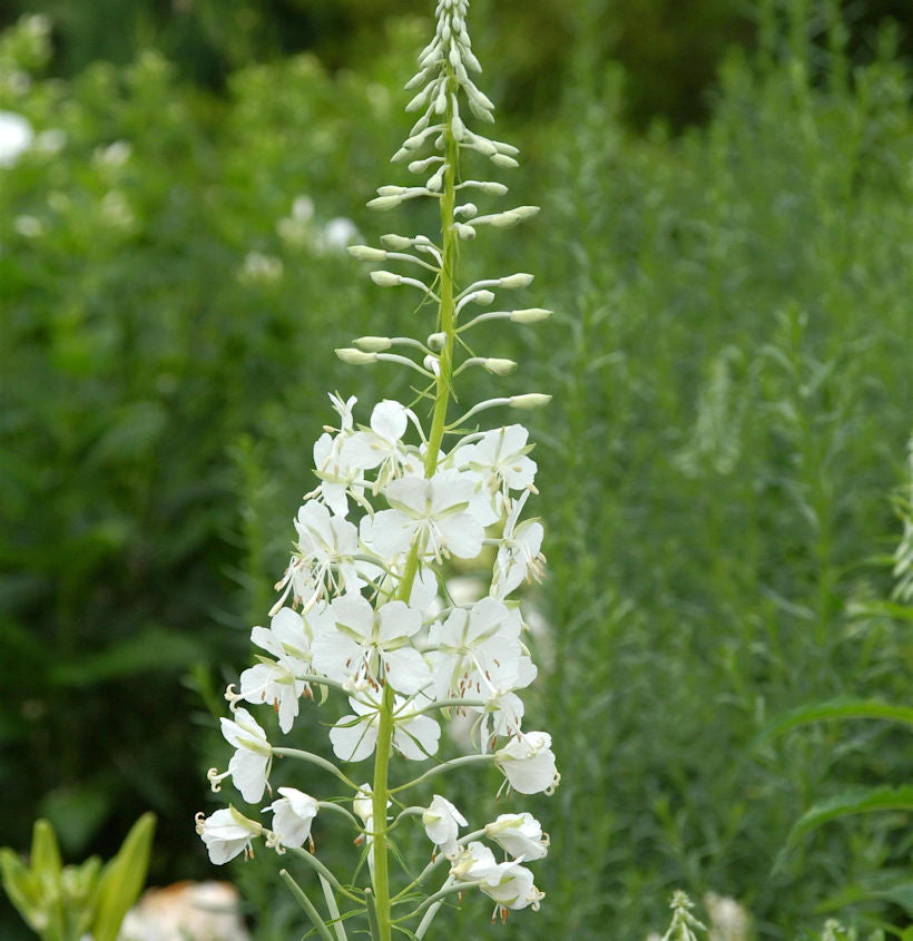  Weidenröschen Weiß - Epilobium Angustifolium