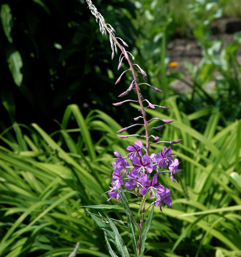  Weidenröschen - Epilobium Angustifolium