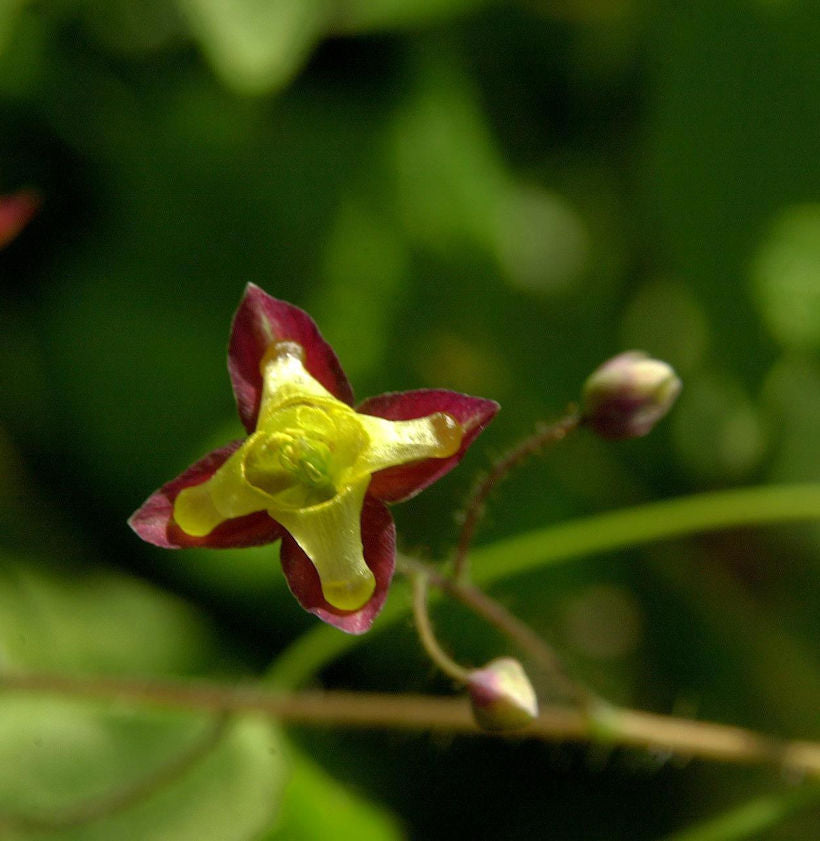  Alpen Elfenblume - Epimedium Alpinum