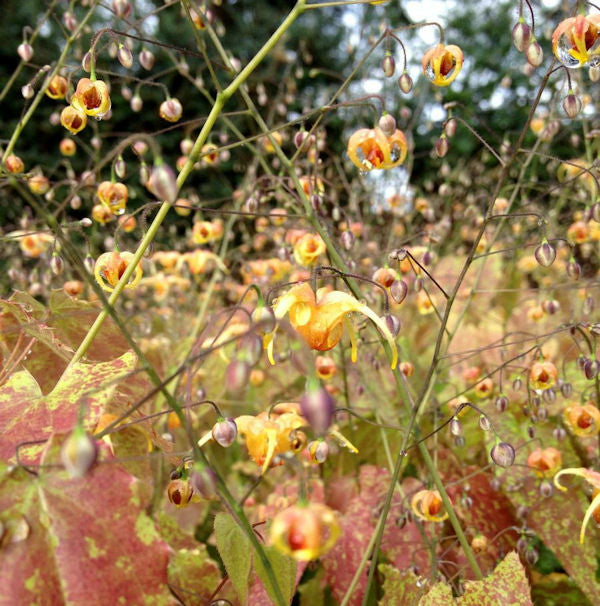  Cambridge Elfenblume - Epimedium Cantabrigiense