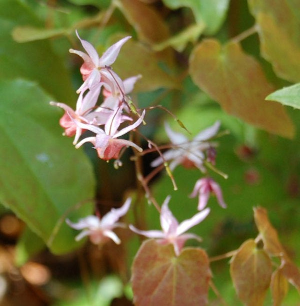  Elfenblume Pink Elf - Epimedium Cultorum