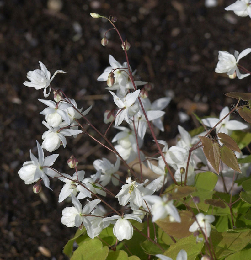  Zweiblättrige Elfenblume - Epimedium Diphyllum