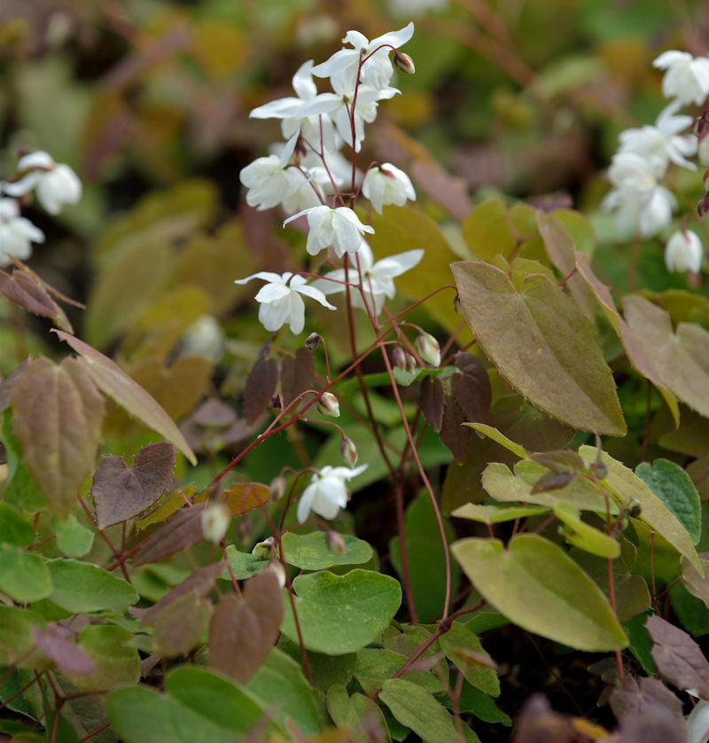  Elfenblume - Sockenblume - Epimedium Diphyllum