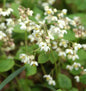  Sockenblume - Epimedium Elongatum
