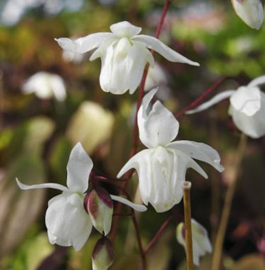  Elfenblume Nanum - Epimedium Grandiflorum