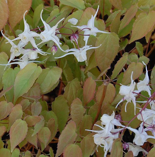  Elfenblume - Epimedium Grandiflorum