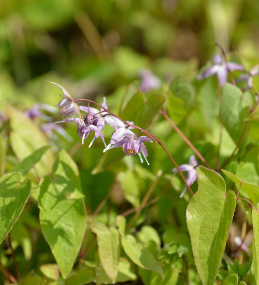  Dünntriebige Elfenblume - Epimedium Leptorrhizum