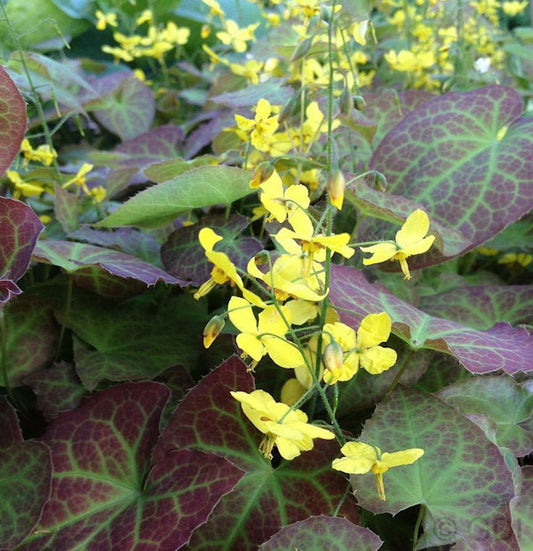  Elfenblume Frohnleiten - Epimedium Perralchicum