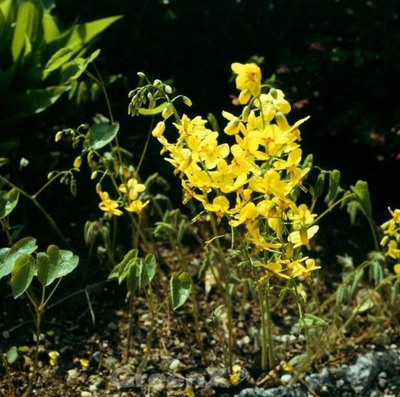  Elfenblume Nachfolger - Epimedium Perralchicum