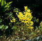  Elfenblume Nachfolger - Epimedium Perralchicum