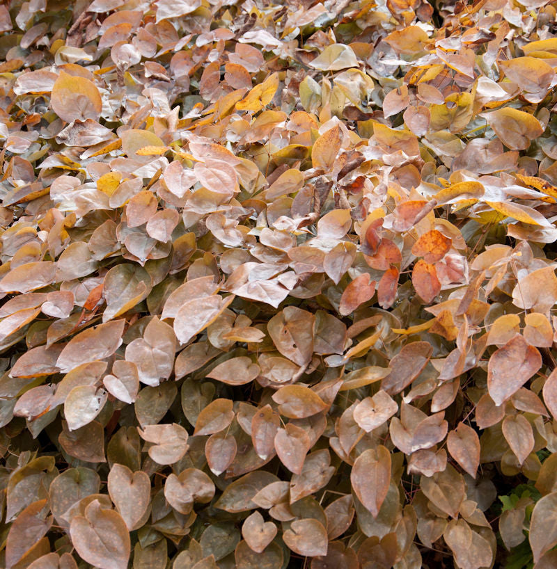  Algerische Elfenblume - Epimedium Perralderianum