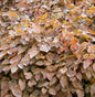  Algerische Elfenblume - Epimedium Perralderianum