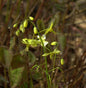  Schwarzmeer Elfenblume - Epimedium Pinnatum