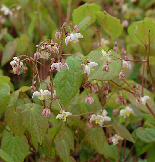  Flaumige Elfenblume - Epimedium Pubigerum