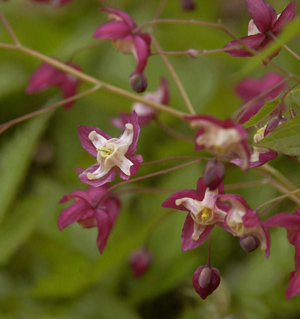  Elfenblume Rot - Epimedium Rubrum