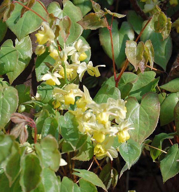  Elfenblume Neosulphureum - Epimedium Versicolor