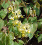  Elfenblume Neosulphureum - Epimedium Versicolor