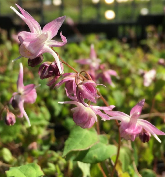  Elfenblume Akebono - Epimedium Grandiflorum