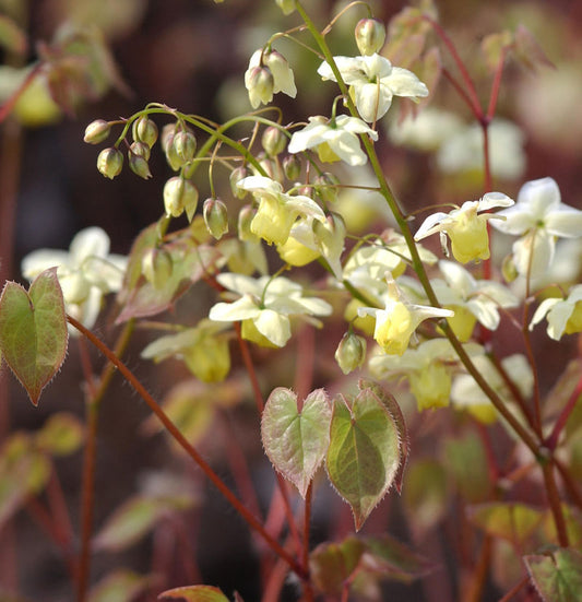  Schwefelfarbige Elfenblume - Epimedium Versicolor