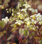  Schwefelfarbige Elfenblume - Epimedium Versicolor