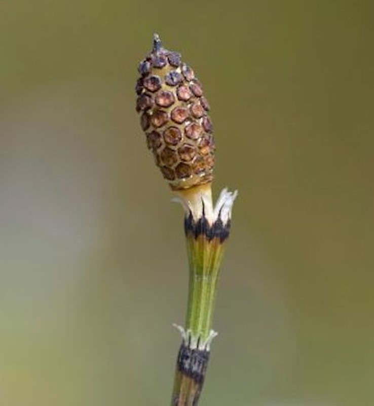 Bunter Schachtelhalm - Equisetum Variegatum