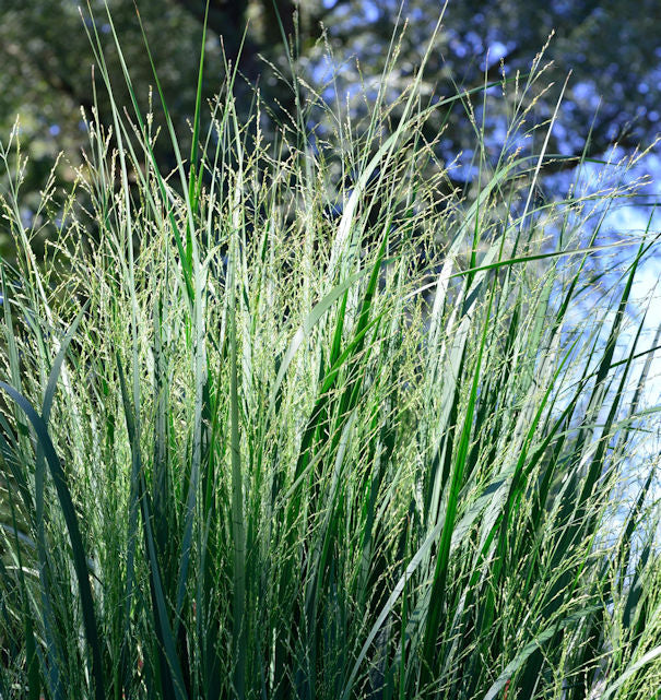  Purpur Liebesgras - Eragrostis Spectabilis