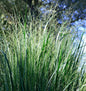  Purpur Liebesgras - Eragrostis Spectabilis