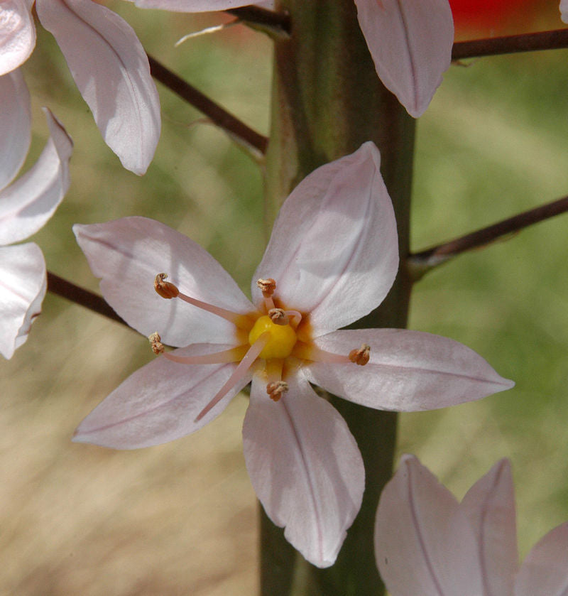  Rosa Steppenlilie - Eremurus Robustus