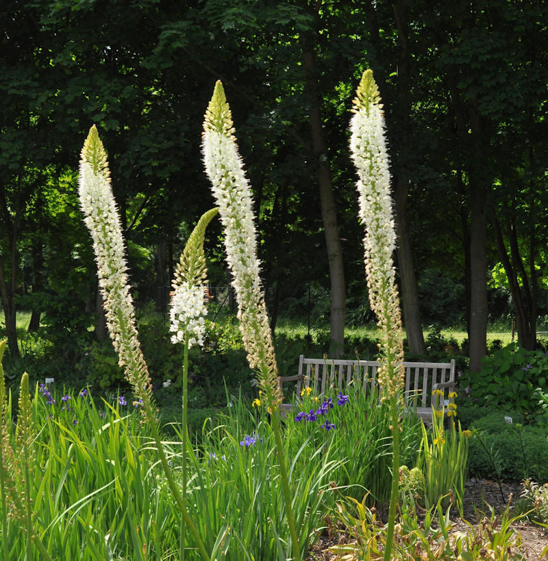  Gelbe Steppenlilie - Eremurus Stenophyllus
