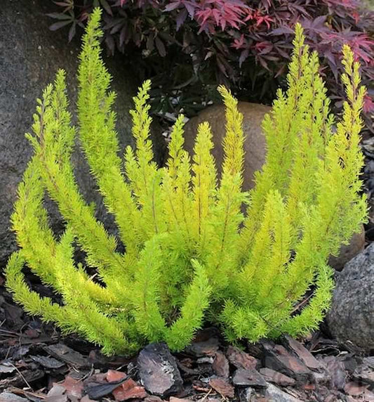  10x Baumheide Alberts Gold - Erica Arborea