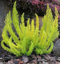  10x Baumheide Alberts Gold - Erica Arborea