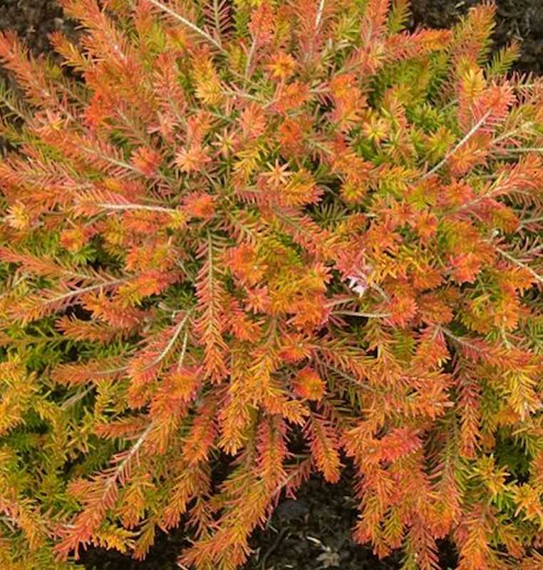  10x Winterheide Foxhollow - Erica Carnea