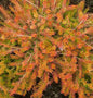  10x Winterheide Foxhollow - Erica Carnea