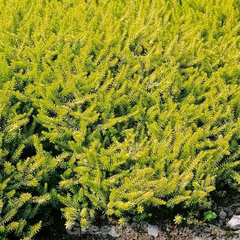  10x Winterheide Golden Starlet - Erica Carnea