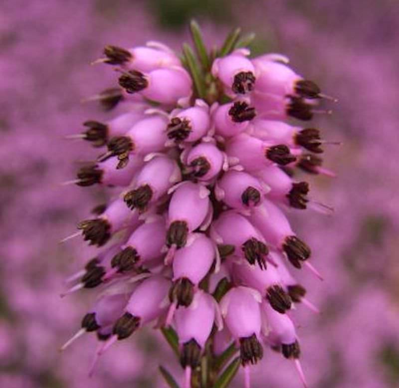  10x Winterheide March Seedling - Erica Carnea