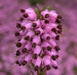  10x Winterheide March Seedling - Erica Carnea