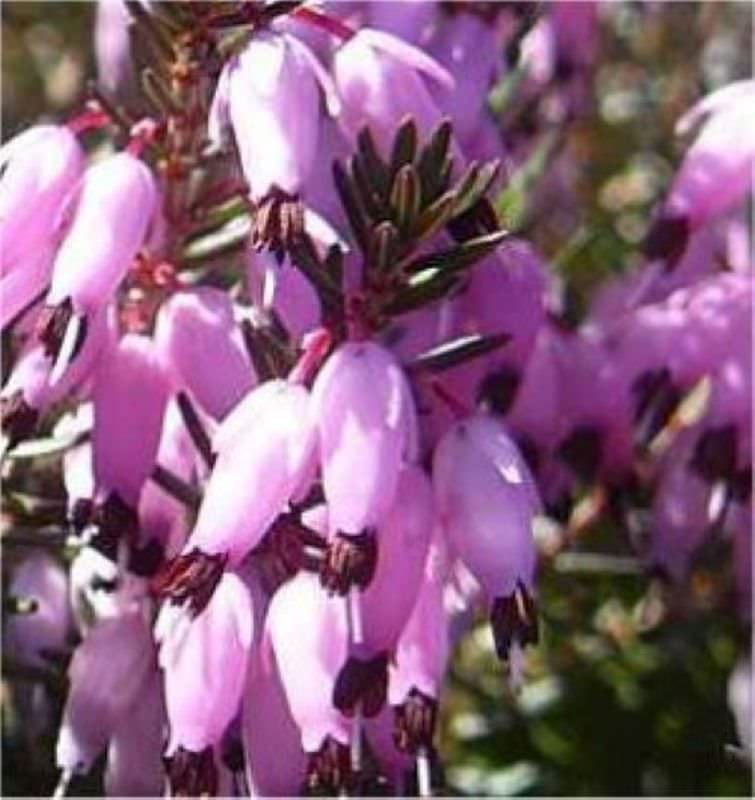  10x Winterheide Myretoun Ruby - Erica Carnea