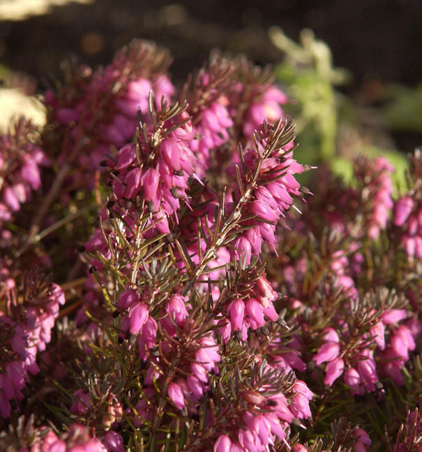  10x Winterheide Nathalie - Erica Carnea