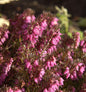  10x Winterheide Nathalie - Erica Carnea
