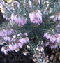  10x Winterheide Peggy - Erica Carnea