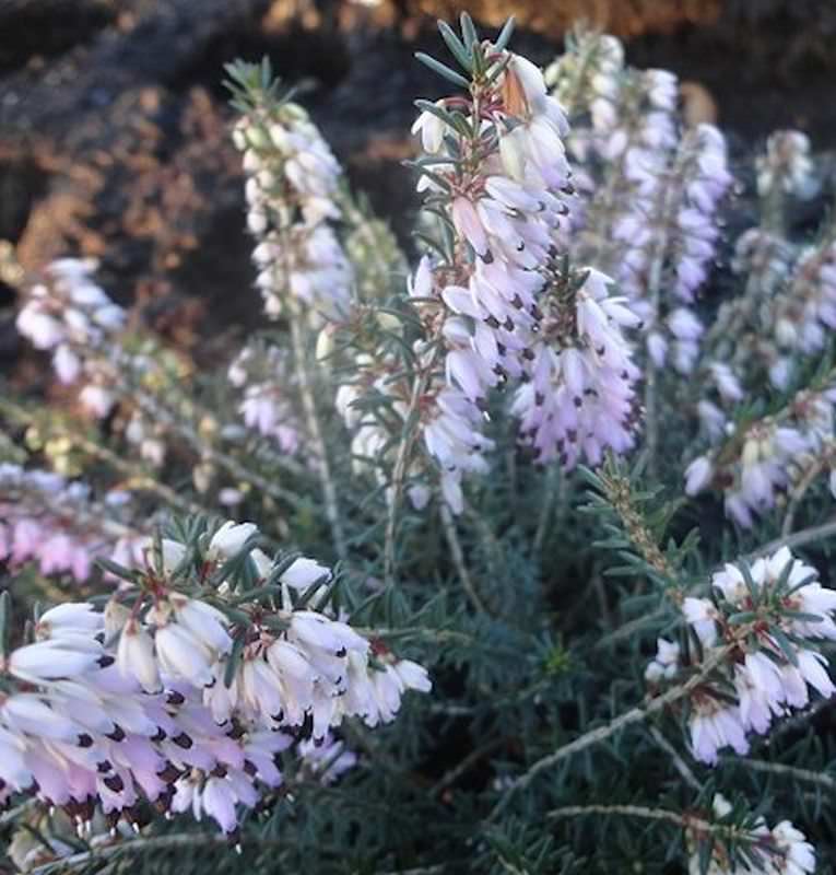  10x Winterheide Rosario - Erica Carnea