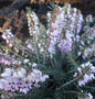  10x Winterheide Rosario - Erica Carnea