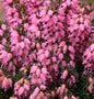  10x Winterheide Corinna - Erica Carnea